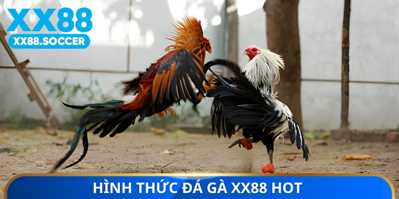 Hình thức đá gà XX88 hot